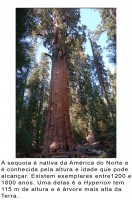 /album/galeria-de-fotos/sequoia-jpg/