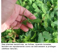 /album/galeria-de-fotos/plantas-bolha-agua-bolhas-jpg/