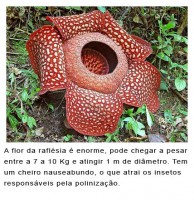 /album/galeria-de-fotos/raflesia-jpg/