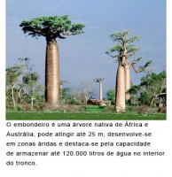 /album/galeria-de-fotos/embondeiro-jpg/